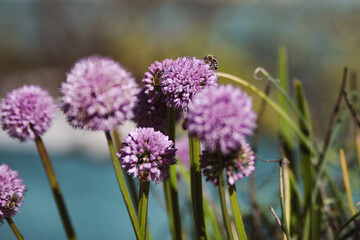 purple thistle flower