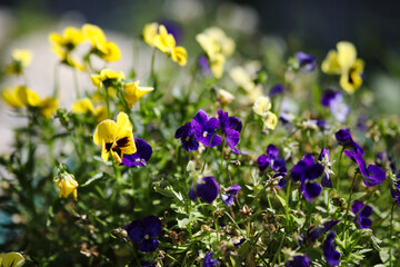 flowers in the garden