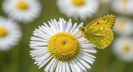 Yellow butterfly on a white daisy with yellow center