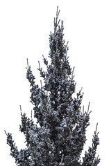 Snow covered pine tree isolated, png with no background.
