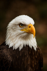 Bald Eagle's Gaze: A close-up portrait of a majestic bald eagle, showcasing its piercing gaze and striking features, the image is filled with a sense of power and freedom.