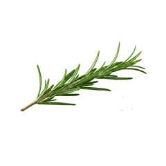 Fototapeta premium Emerald green rosemary sprig with needle-like leaves and coarse sea salt crystals, isolated on a seamless transparent background, pristine macro studio shot. Concept for pristine culinary presentation