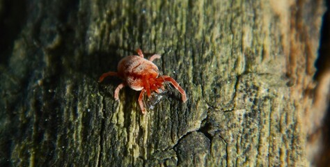 Predatory Mite (Vienna 09/23)