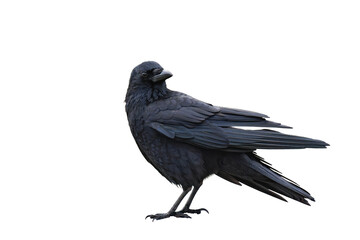Common raven or northern raven (Corvus corax) isolated, png with no background.