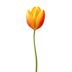 Vibrant orange yellow tulip isolated
