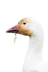 Snow goose (Anser caerulescens) isolated, png with no background.	

