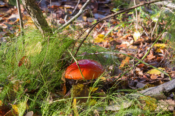 red mushroom is amid foliage on a forest that is ground in an a nature scene.