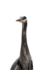 Great blue heron (Ardea herodias) isolated, png with no background.	
