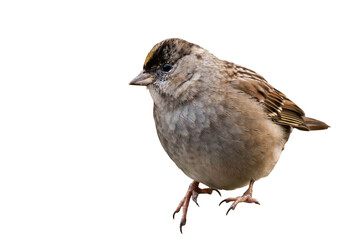 Golden-crowned kinglet (Regulus satrapa) isolated, png with no background.