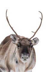 Reindeer or caribou (Rangifer tarandus) isolated, png with no background.	