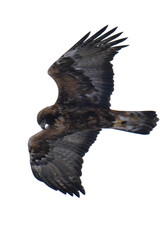 Golden eagle (Aquila chrysaetos) isolated, png with no background.	
