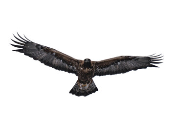 Golden eagle (Aquila chrysaetos) isolated, png with no background.	
