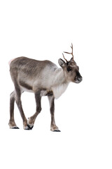 Reindeer or caribou (Rangifer tarandus) isolated, png with no background.	
