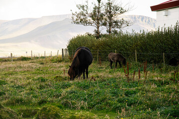 Icelandic horses grazing in a lush field near Akranes, surrounded by mountains