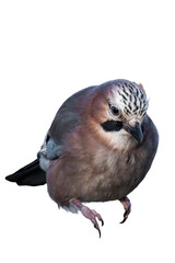 Eurasian jay (Garrulus glandarius) isolated, png with no background.	
