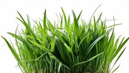 Naklejka premium lush green grass plant isolated on white background for landscaping and design projects