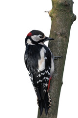 Great spotted woodpecker (Dendrocopos major) isolated, png with no background.	
