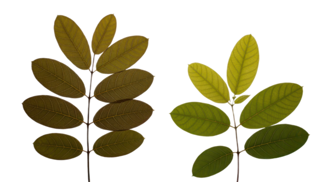 Two green leaves branch sprig foliage botany nature plant isolated white background