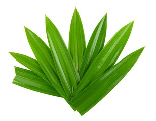 Obraz premium Fresh green palm leaves (3)