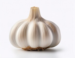 tuber white garlic bulb on white background