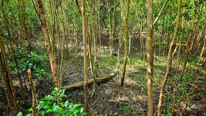 mangroves trees with swamp in tropical mangrove forest landscape.