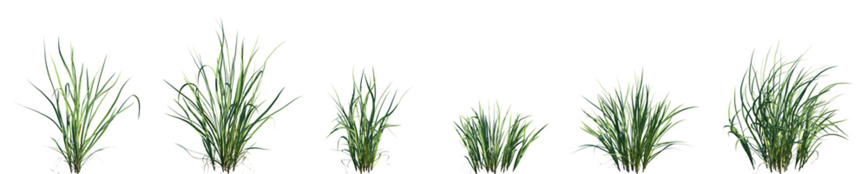 Set of frontal Acorus calamus (also called sweet flag, sway or muskrat root) isolated png on a transparent background perfectly cutout high resolution