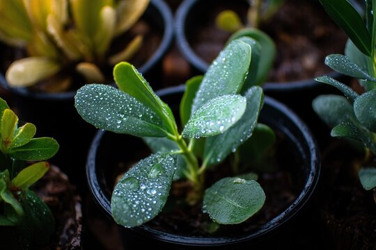 Fototapeta A close-up of green plant leaves with water droplets, a blurred background, showcasing fresh plant details suitable for themes of nature, gardening, or botany.