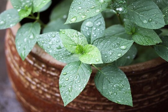 Fototapeta A close-up of green plant leaves with water droplets, a blurred background, showcasing fresh plant details suitable for themes of nature, gardening, or botany.