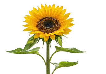 Fototapeta premium Bright sunflower flower isolated on transparent background