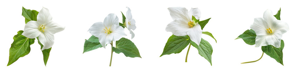 Obraz premium A beautiful collection of pristine trillium flowers isolated on transparent background generative ai