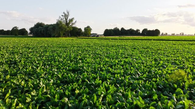 Drone slides over beet field at golden hour toward couple cooking by car tent