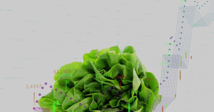 Presenting vibrant butterhead lettuce resting on white set in studio, with financial chart overlay