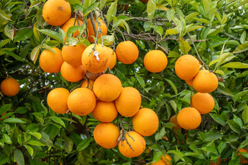 Fresh oranges hanging on a tree branch, surrounded by vibrant green leaves, showcasing the beauty of nature and the essence of healthy summer harvest concept