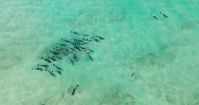 Aerial view of dolphins swimming in the aquamarine waters, creating a mesmerizing scene of marine life in their natural habitat, Arher, Socotra, Yemen.