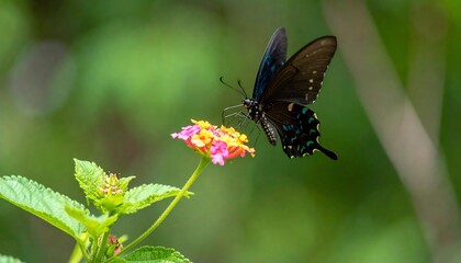 Obraz premium Black Swallowtail Butterfly on Pink Flower.