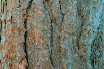 Obraz premium pine bark tree old background macro old wood natural plant. High quality photo