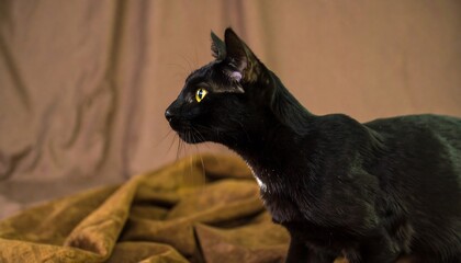 Black Cat Studio Portrait.