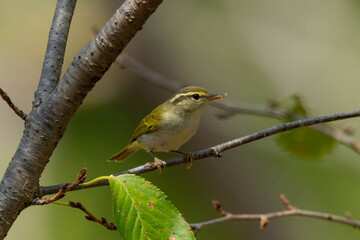 虫を食べるムシクイの仲間