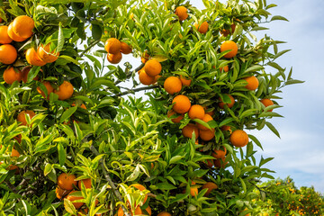 Fresh oranges hanging on a vibrant tree, surrounded by lush green leaves, showcasing the beauty of nature and the essence of summer harvest with copy space