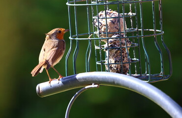 Temptation...hungry Robin Red Breast building up courage to enter the caged bird feeder to get delicious fat balls for lunch..