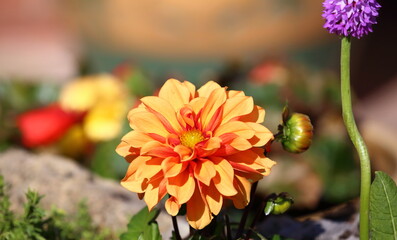 Beautiful single orange Dahlia and buds.