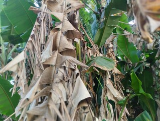 Close-up view of dry banana leaves hanging on a banana tree among fresh green leaves. The image captures the natural texture, contrast of brown and green foliage, and tropical environment