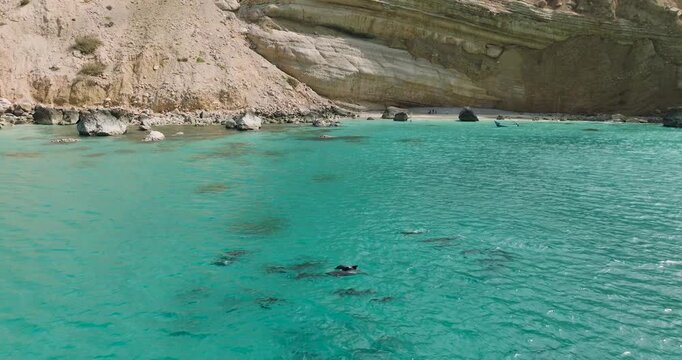 Aerial view of dolphins swimming in turquoise waters near the sandy shores and rocky cliffs of Shoab Beach, Socotra, Yemen.