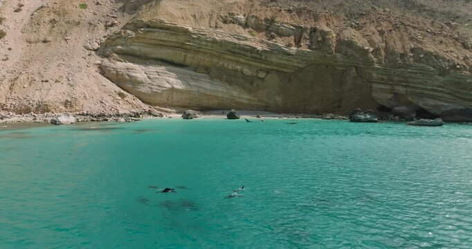Aerial view of a pod of dolphins swimming in the turquoise waters of Shoab Beach, framed by layered cliffs, Socotra, Yemen.