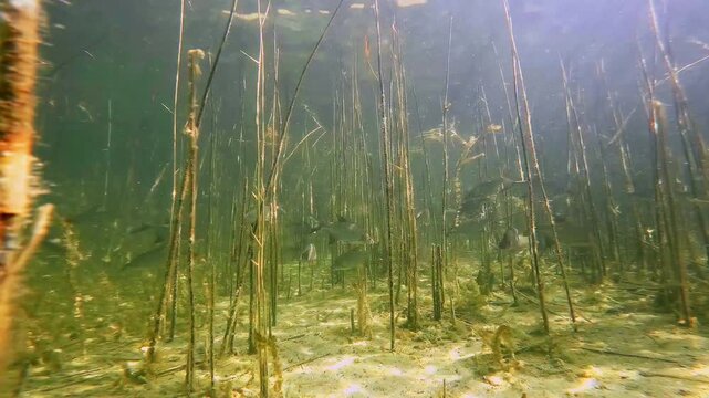 Shoal of silver bream fish in the lake