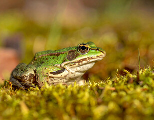 Fototapeta premium Green frog