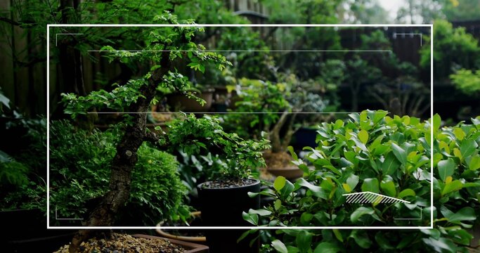 Displaying twisted bonsai tree in ceramic pot and glossy shrub on wooden bench, gravel topping - Powered by Adobe