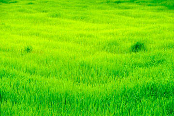 Obraz premium Lush Green Grass Field Captivating Nature Background Landscape