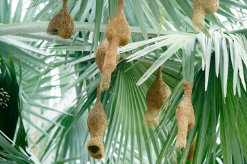 Intricate Bird Nests Hanging from Palm Leaves in Tropical Setting