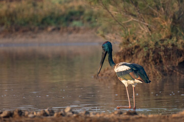 Solitary Black-necked crane Searching for Fish Beside a Waterbody at Little Rann of Kutch